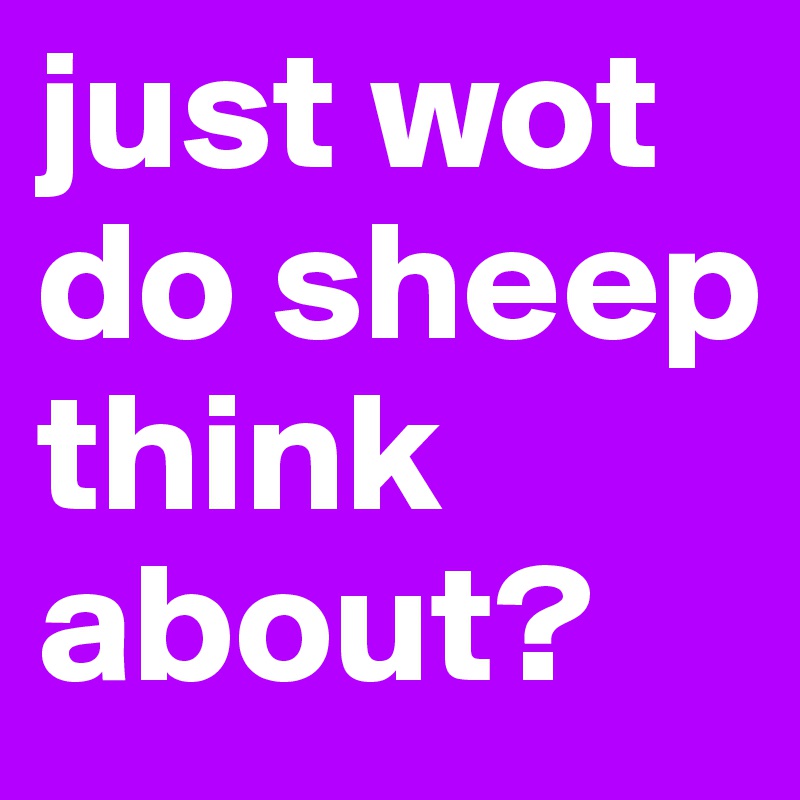 just wot do sheep think about?