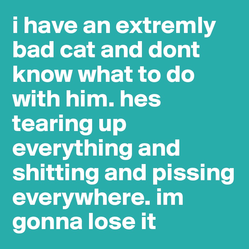 i have an extremly bad cat and dont know what to do with him. hes tearing up everything and shitting and pissing everywhere. im gonna lose it