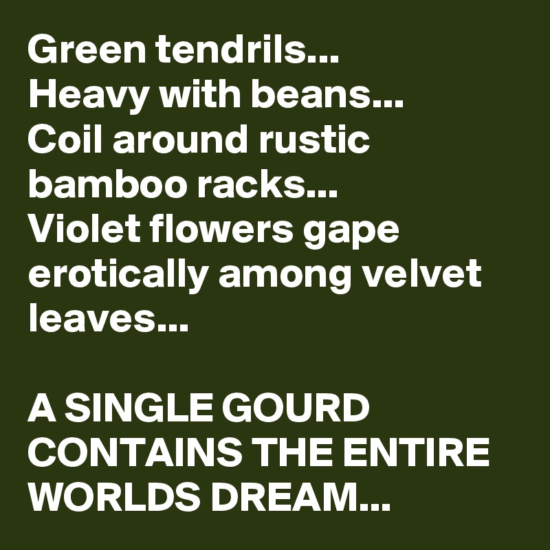 Green tendrils...
Heavy with beans...
Coil around rustic bamboo racks...
Violet flowers gape erotically among velvet leaves...

A SINGLE GOURD CONTAINS THE ENTIRE WORLDS DREAM...