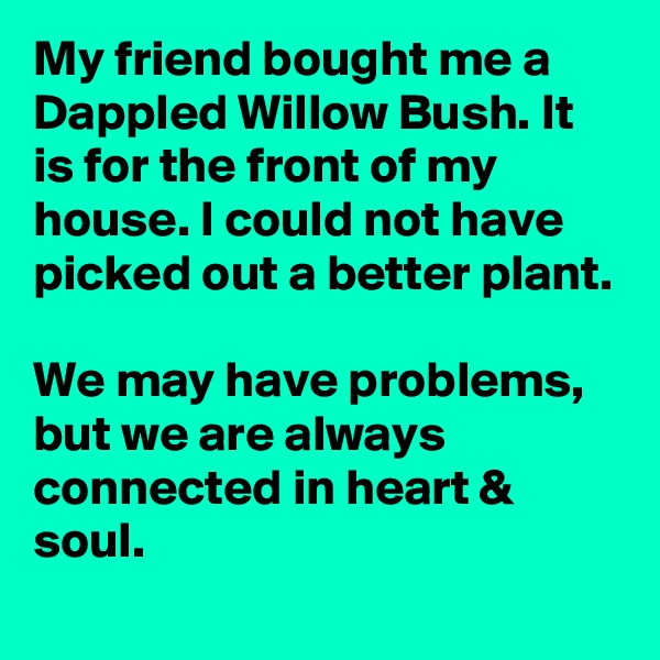 My friend bought me a Dappled Willow Bush. It is for the front of my house. I could not have picked out a better plant. 

We may have problems, but we are always connected in heart & soul. 