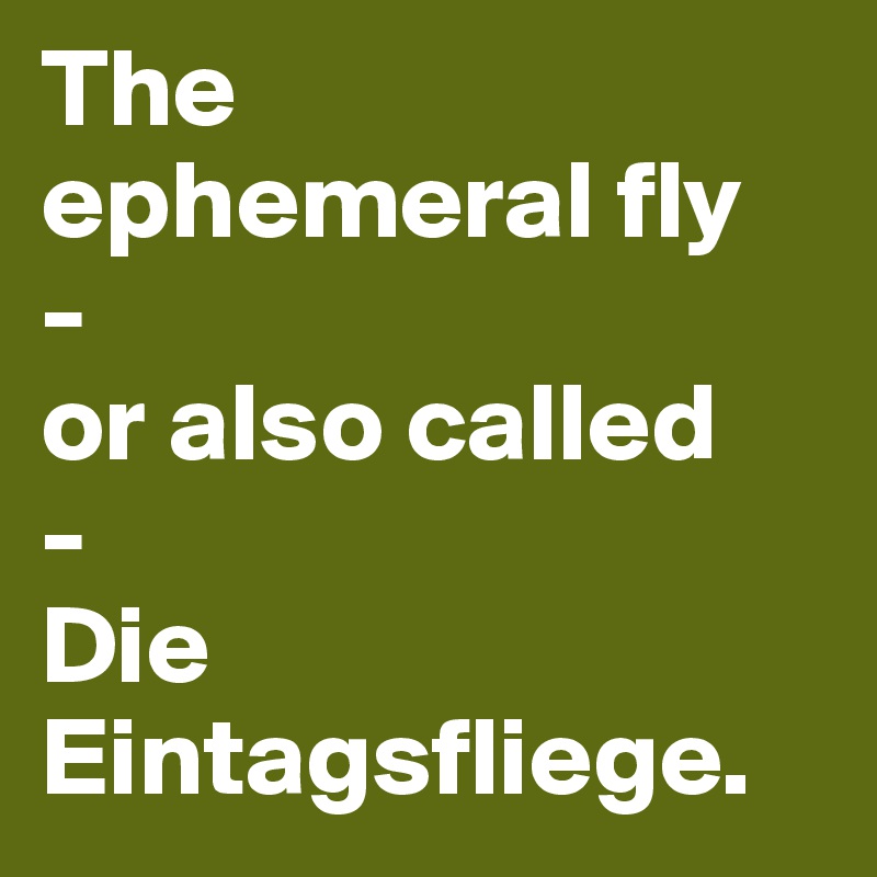 The 
ephemeral fly 
-
or also called
-
Die Eintagsfliege.       