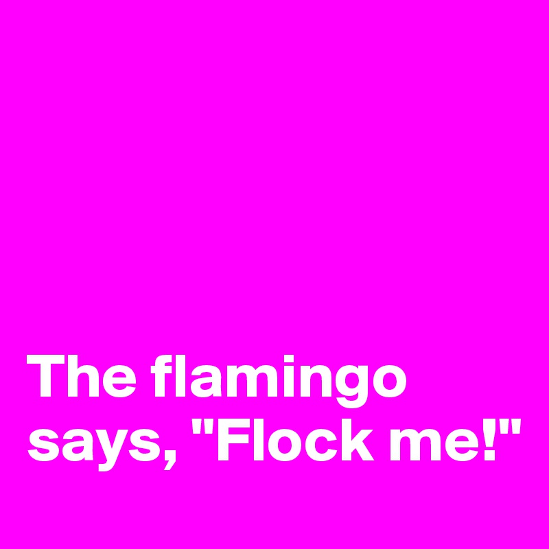 




The flamingo says, "Flock me!"