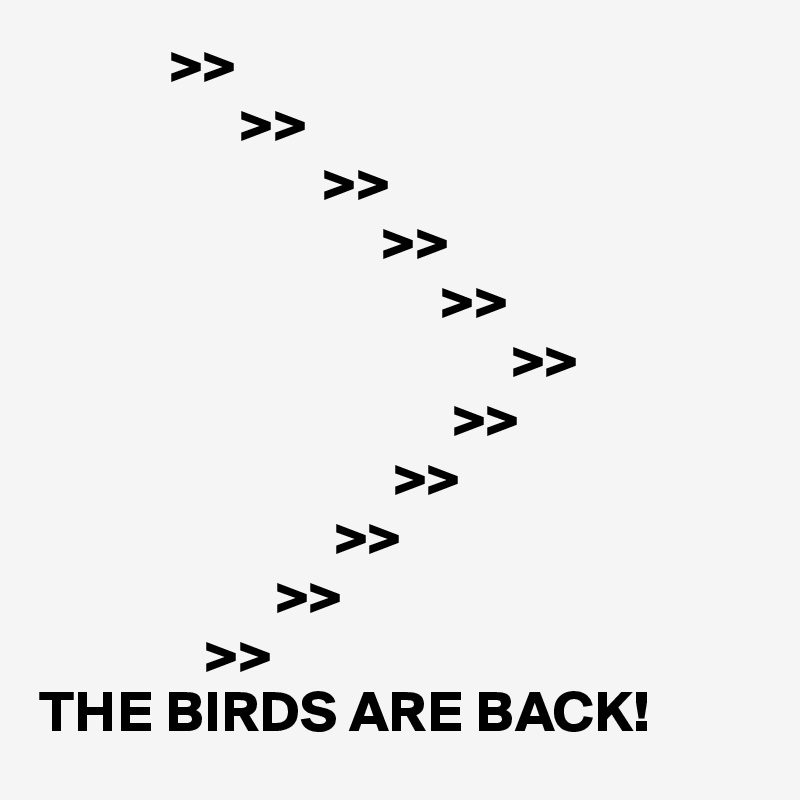            >>         
                 >>
                        >>
                             >>
                                  >>
                                        >>
                                   >>
                              >>
                         >>
                    >>
              >>
THE BIRDS ARE BACK!