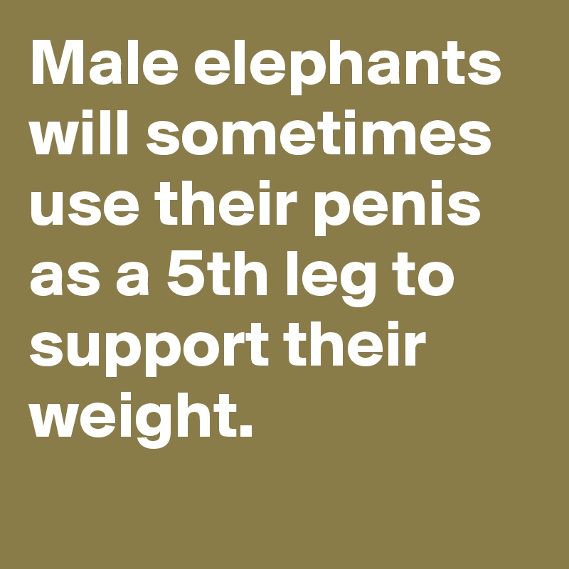 Male elephants will sometimes use their penis as a 5th leg to support their weight.