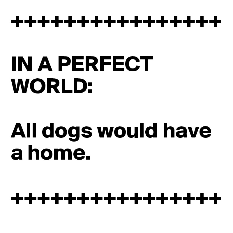 ++++++++++++++++

IN A PERFECT WORLD: 

All dogs would have a home.

++++++++++++++++