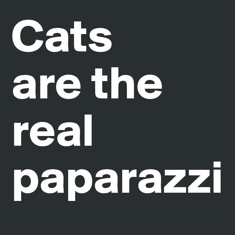 Cats 
are the real paparazzi