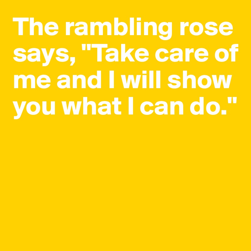 The rambling rose says, "Take care of me and I will show you what I can do."



