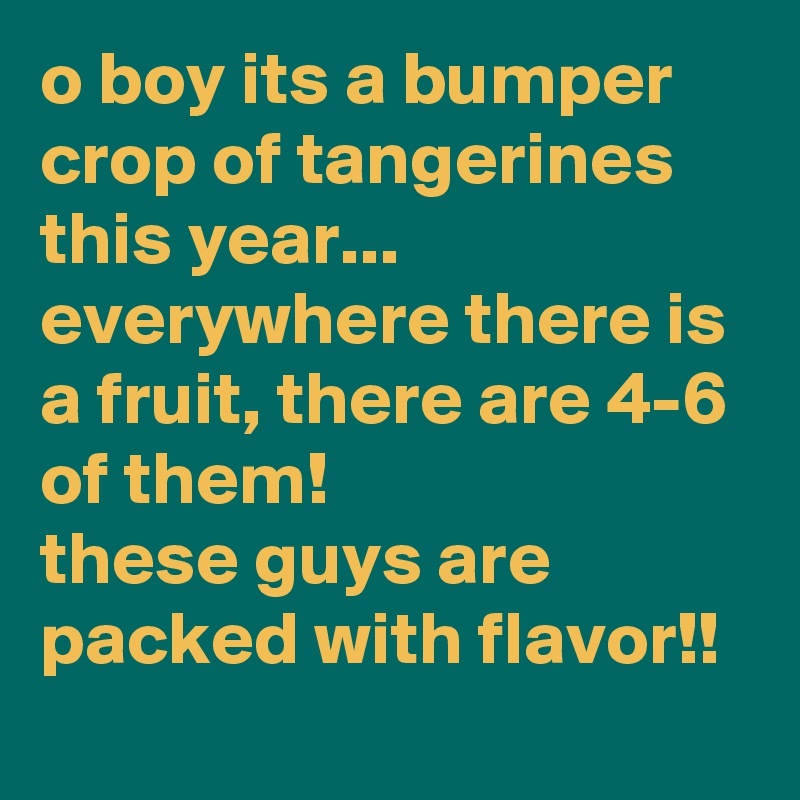 o boy its a bumper crop of tangerines this year... everywhere there is a fruit, there are 4-6 of them!
these guys are packed with flavor!!
