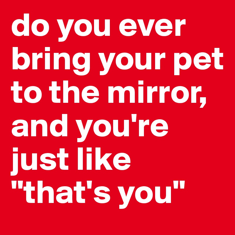 do you ever bring your pet to the mirror, and you're just like "that's you" 