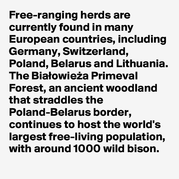 Free-ranging herds are currently found in many European countries, including Germany, Switzerland, Poland, Belarus and Lithuania. The Bialowieza Primeval Forest, an ancient woodland that straddles the Poland-Belarus border, continues to host the world's largest free-living population, with around 1000 wild bison.
