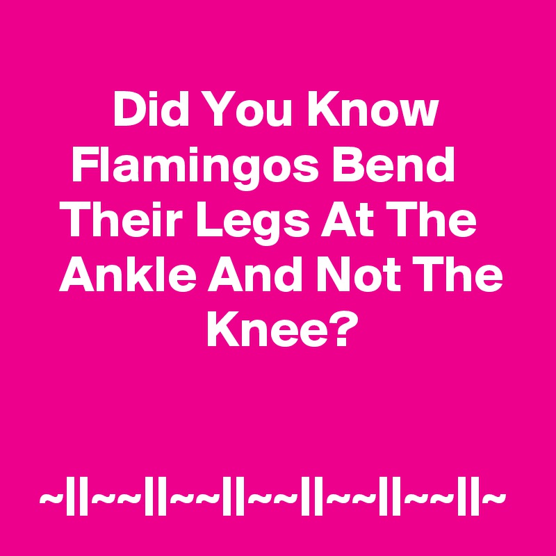 
        Did You Know             Flamingos Bend         Their Legs At The       Ankle And Not The                   Knee?


 ~||~~||~~||~~||~~||~~||~