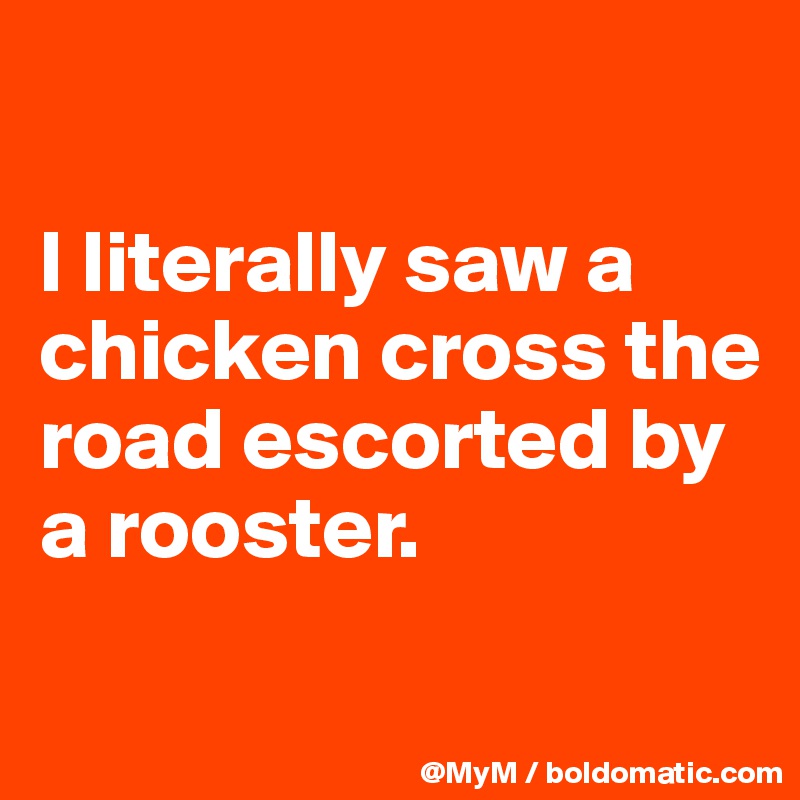 

I literally saw a chicken cross the road escorted by a rooster.

