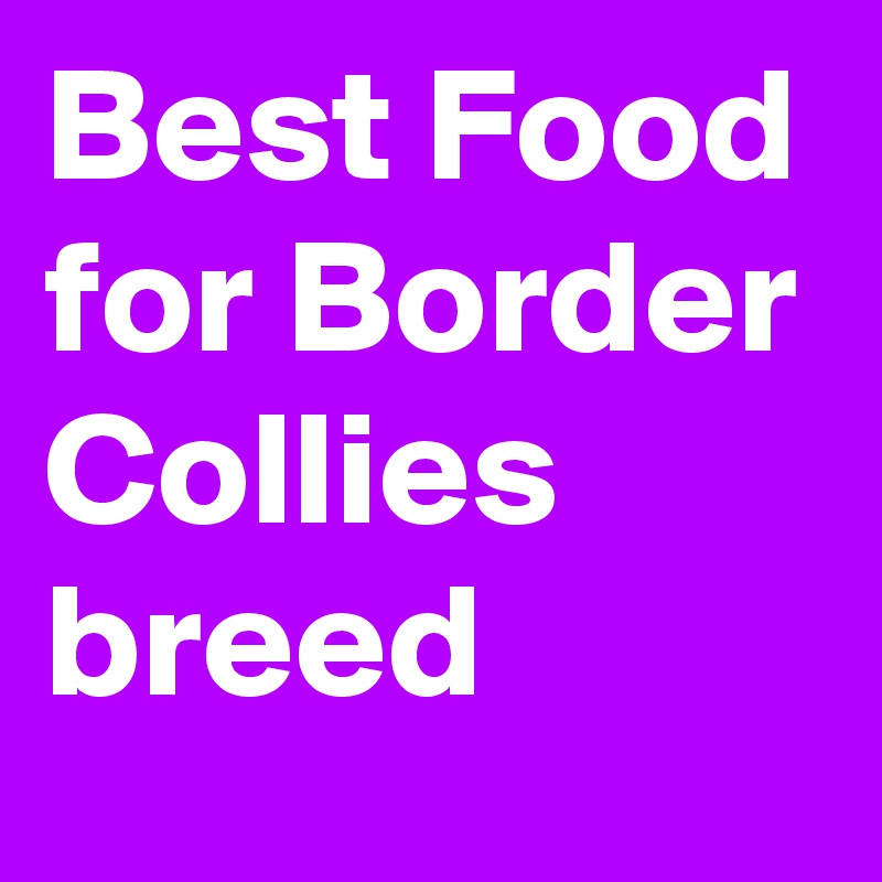 Best Food for Border Collies breed