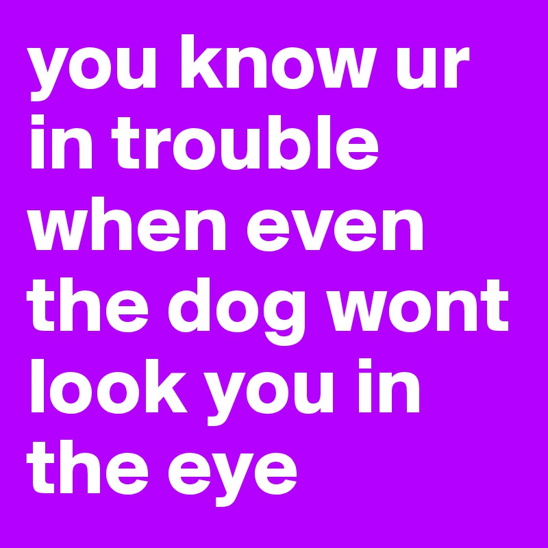 you know ur in trouble when even the dog wont look you in the eye