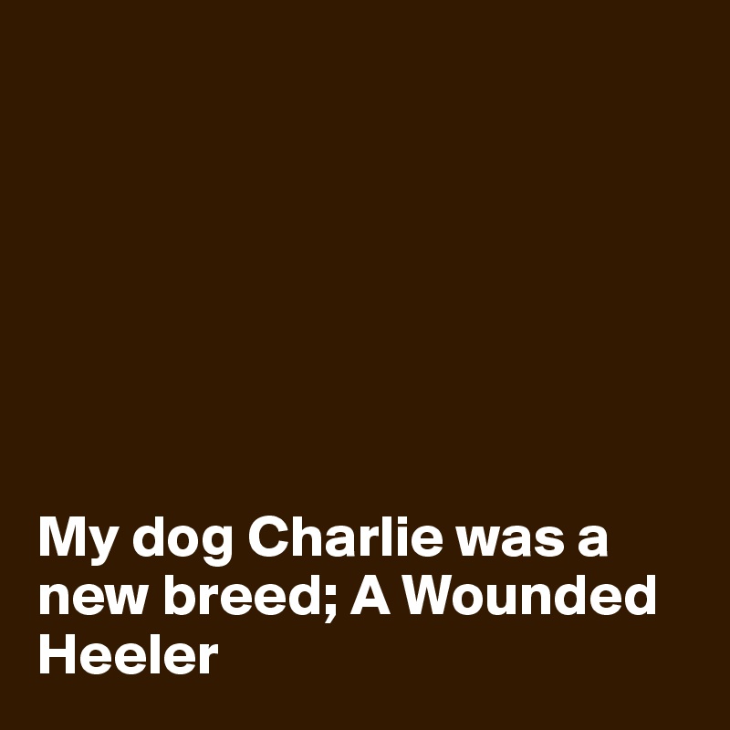 







My dog Charlie was a new breed; A Wounded Heeler