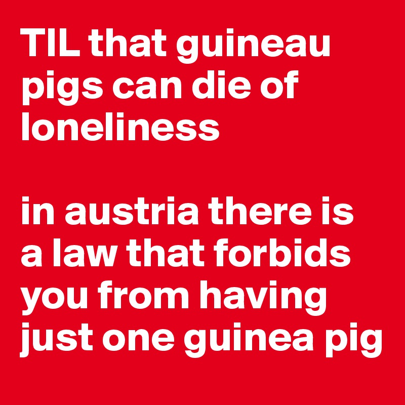 TIL that guineau pigs can die of loneliness

in austria there is a law that forbids you from having just one guinea pig
