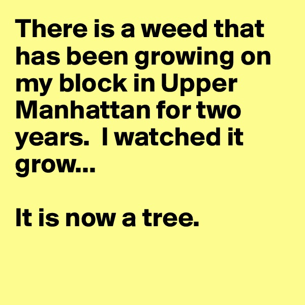 There is a weed that has been growing on my block in Upper Manhattan for two years.  I watched it grow...

It is now a tree.  

