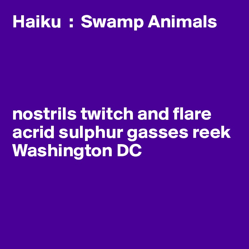 Haiku  :  Swamp Animals




nostrils twitch and flare
acrid sulphur gasses reek
Washington DC



