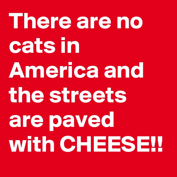 There are no cats in America and the streets are paved with CHEESE!!
