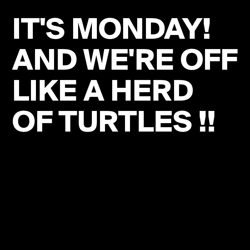 IT'S MONDAY! 
AND WE'RE OFF LIKE A HERD OF TURTLES !!


