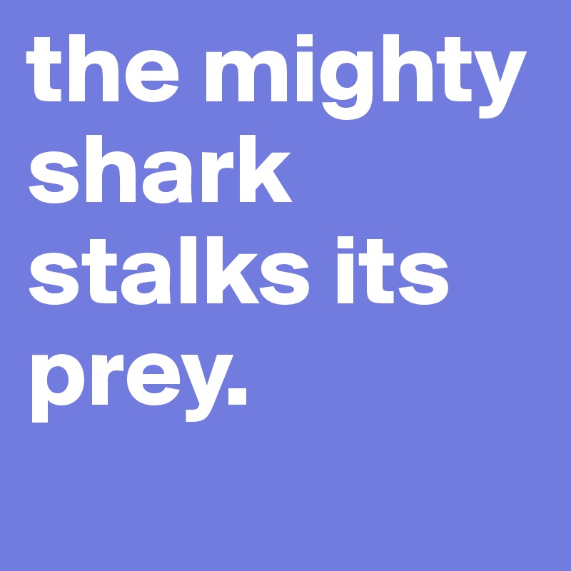 the mighty shark stalks its prey.
