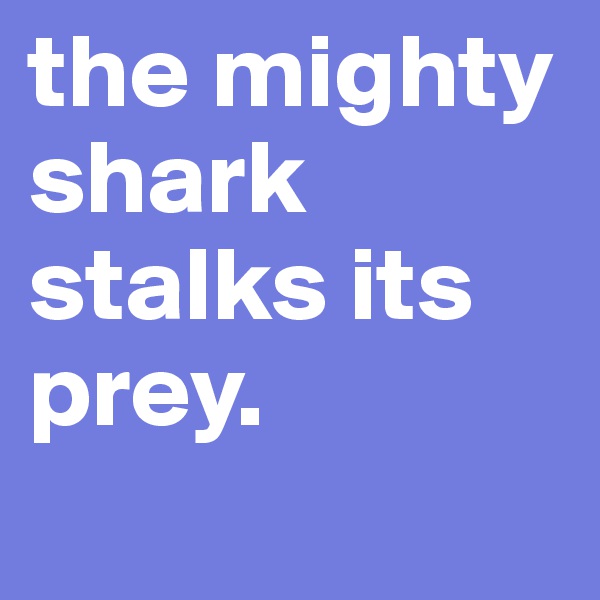 the mighty shark stalks its prey.
