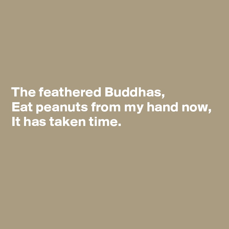 




The feathered Buddhas,
Eat peanuts from my hand now,
It has taken time.




