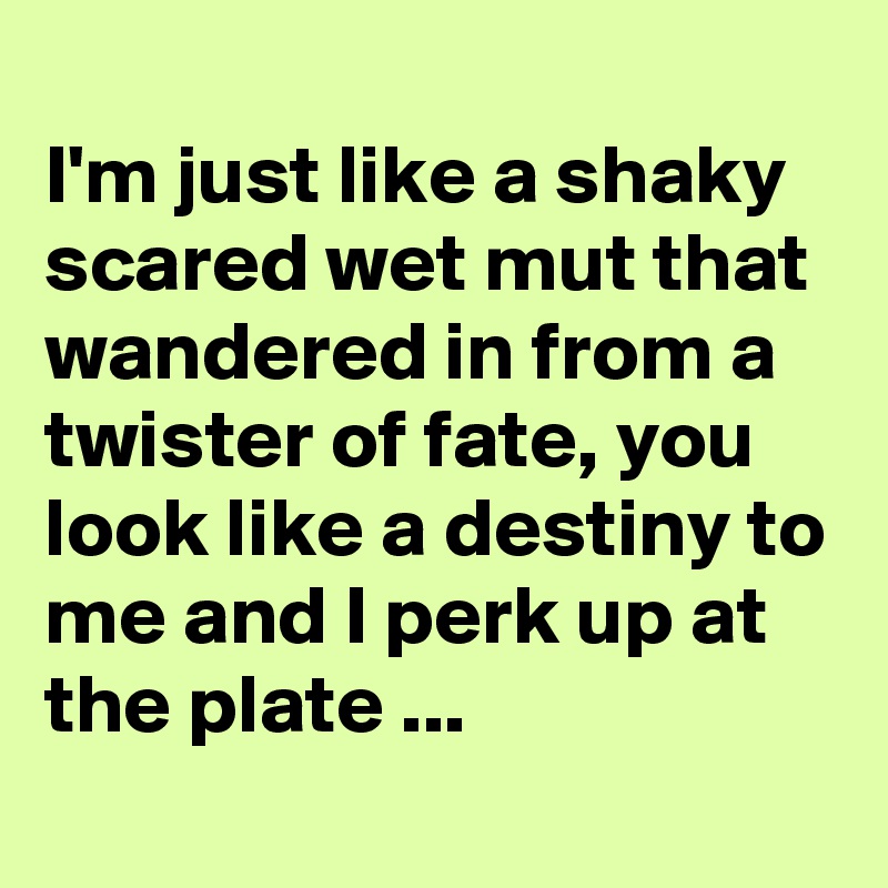
I'm just like a shaky scared wet mut that wandered in from a twister of fate, you look like a destiny to me and I perk up at the plate ...
  