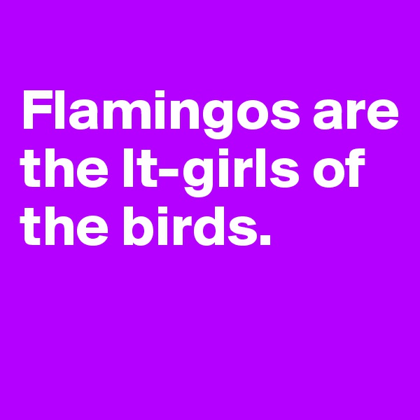
Flamingos are the It-girls of the birds. 

