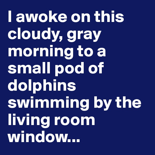 I awoke on this cloudy, gray morning to a small pod of dolphins swimming by the living room window...