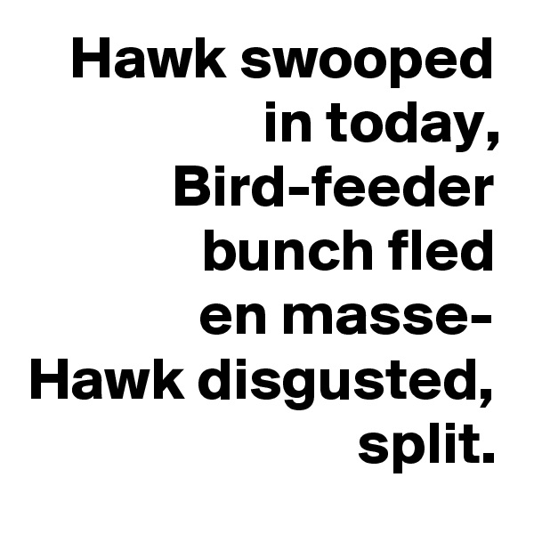 Hawk swooped in today,
Bird-feeder bunch fled
en masse-
Hawk disgusted,
split.