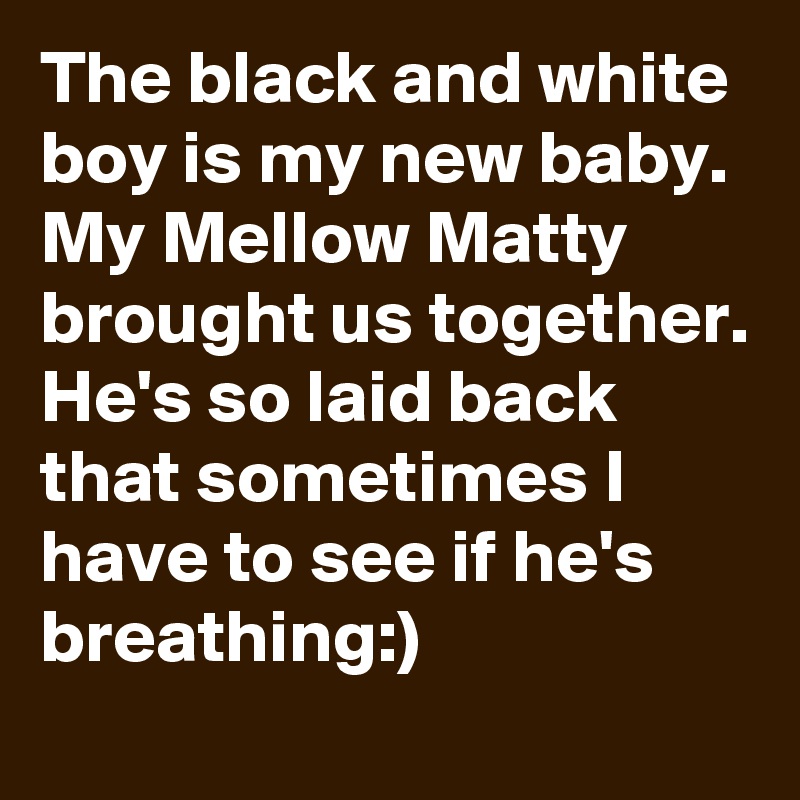 The black and white boy is my new baby.  My Mellow Matty brought us together. He's so laid back that sometimes I have to see if he's breathing:)