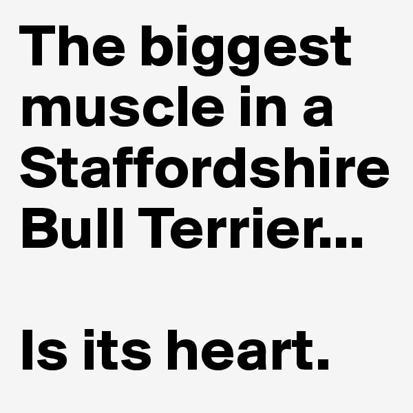 The biggest muscle in a Staffordshire Bull Terrier...

Is its heart.