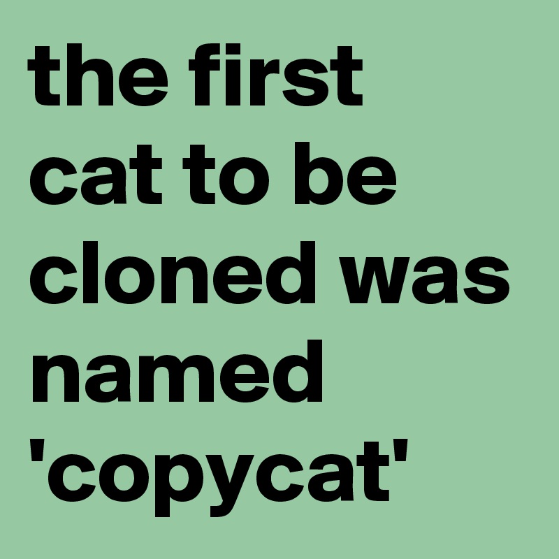 the first cat to be cloned was named 'copycat'