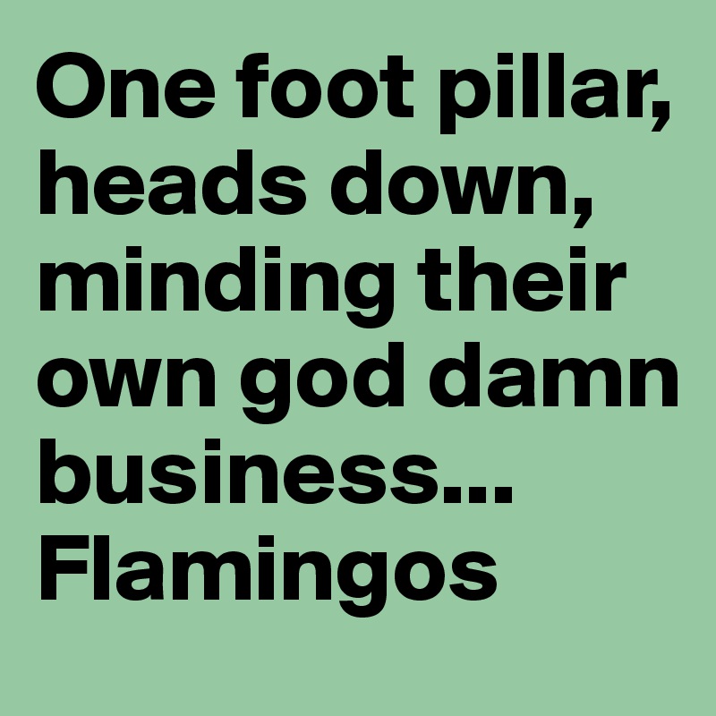 One foot pillar, heads down, minding their own god damn business... Flamingos