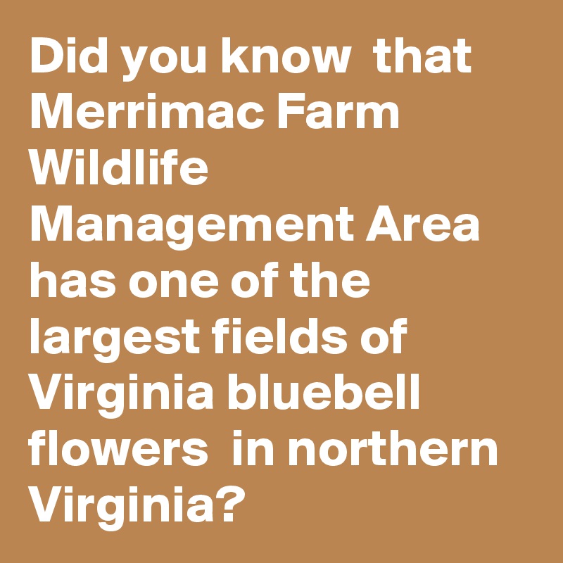 Did you know  that Merrimac Farm Wildlife Management Area has one of the largest fields of Virginia bluebell flowers  in northern Virginia?