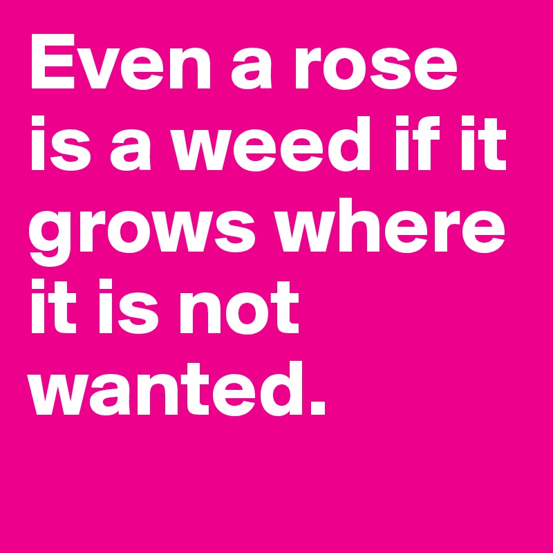 Even a rose is a weed if it grows where it is not wanted. 
