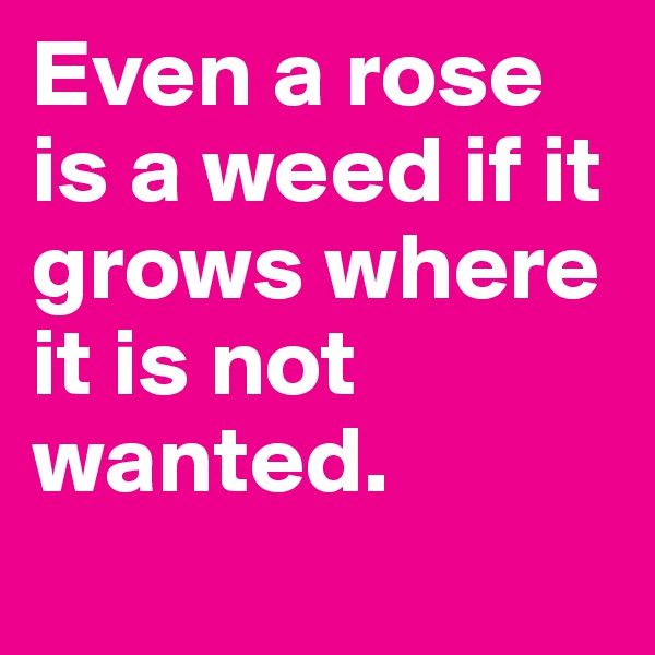 Even a rose is a weed if it grows where it is not wanted. 
