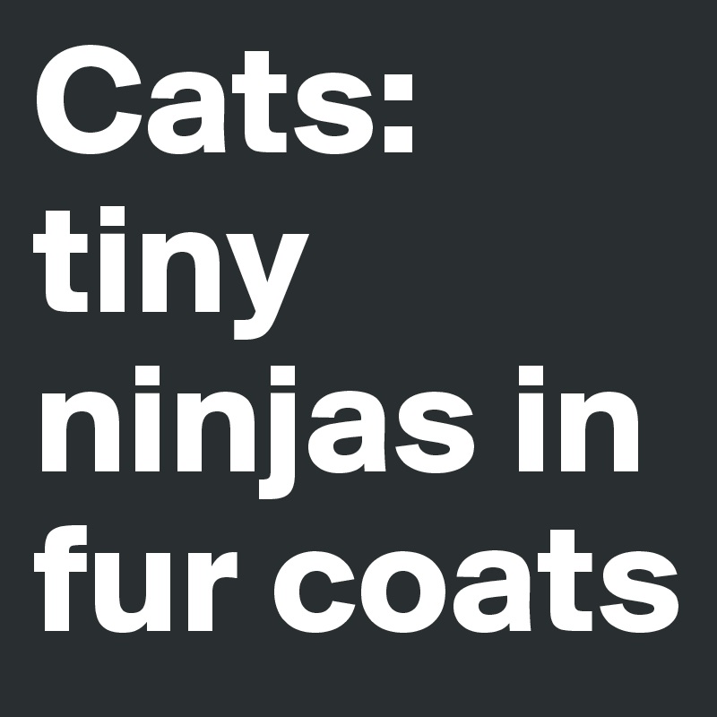 Cats: tiny ninjas in fur coats