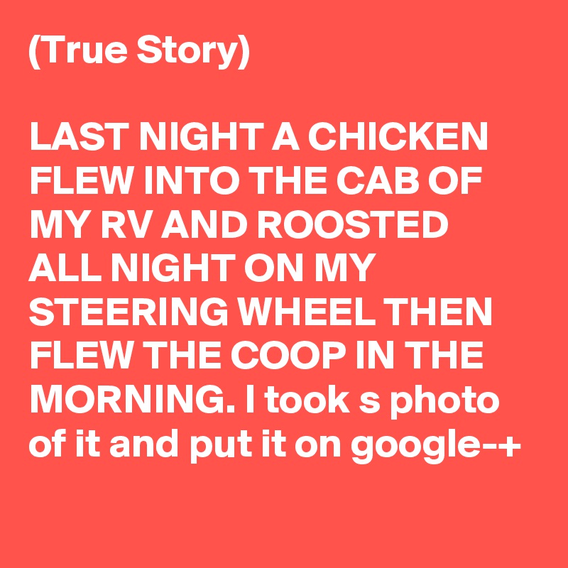 (True Story)

LAST NIGHT A CHICKEN FLEW INTO THE CAB OF MY RV AND ROOSTED ALL NIGHT ON MY STEERING WHEEL THEN FLEW THE COOP IN THE MORNING. I took s photo of it and put it on google-+
