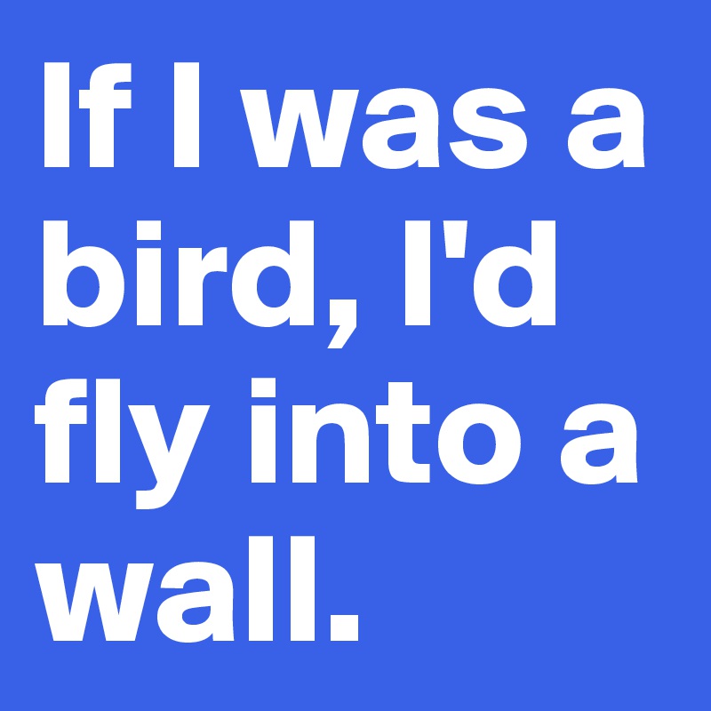 If I was a bird, I'd fly into a wall.