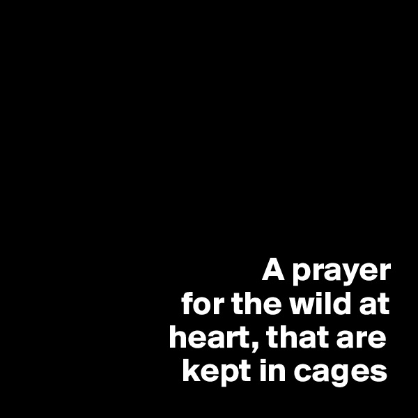 





  
                                    A prayer   
                        for the wild at  
                      heart, that are 
                        kept in cages 