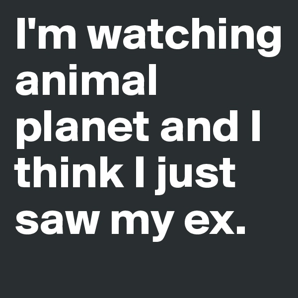 I'm watching animal planet and I think I just saw my ex.