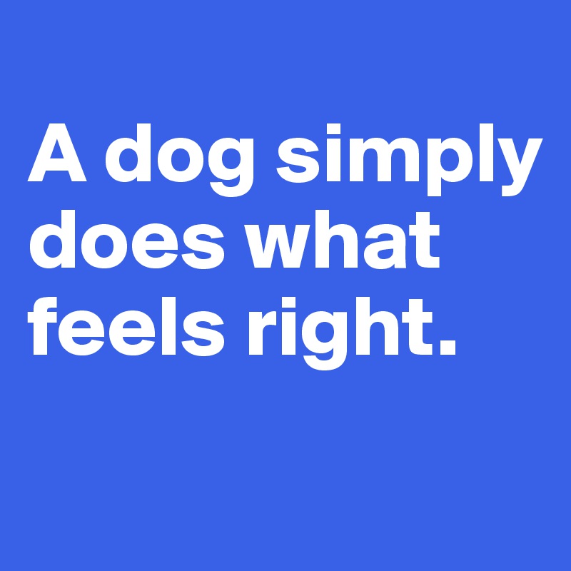 
A dog simply does what feels right. 
