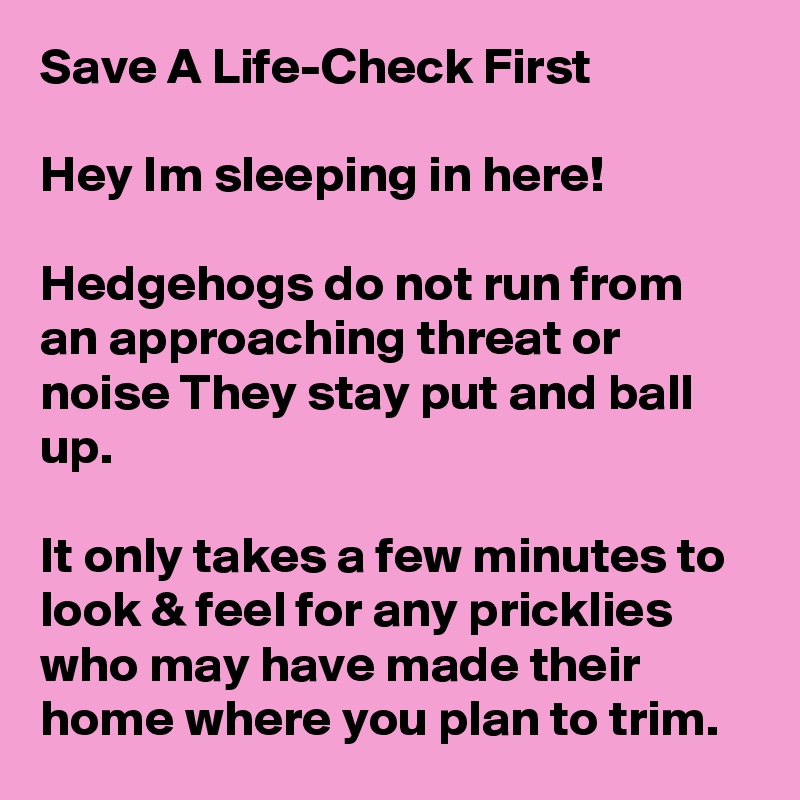 Save A Life-Check First

Hey Im sleeping in here!

Hedgehogs do not run from an approaching threat or noise They stay put and ball up.

It only takes a few minutes to look & feel for any pricklies who may have made their home where you plan to trim.
