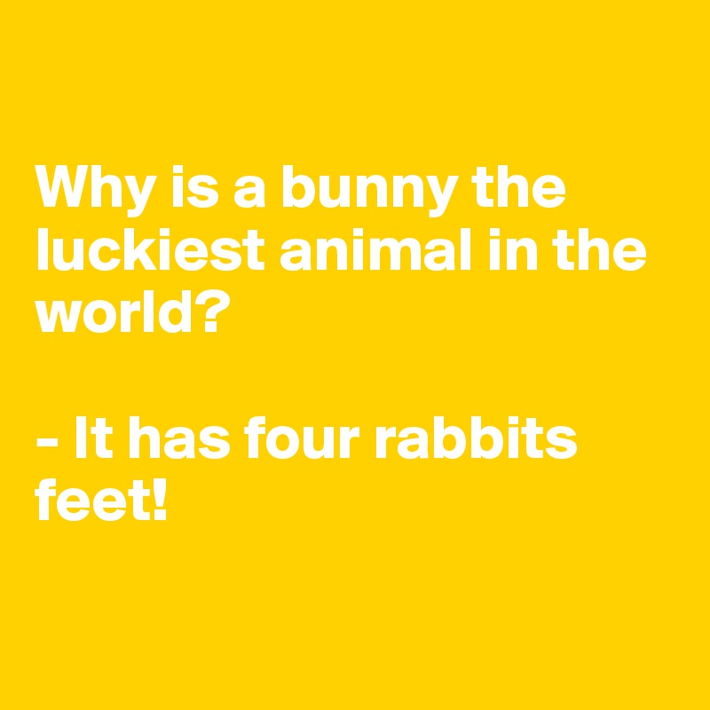 

Why is a bunny the luckiest animal in the world? 

- It has four rabbits feet!

