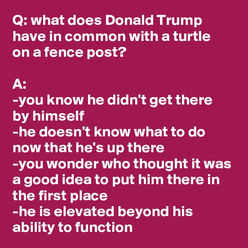 Q: what does Donald Trump have in common with a turtle on a fence post?

A:
-you know he didn't get there by himself
-he doesn't know what to do now that he's up there
-you wonder who thought it was a good idea to put him there in the first place
-he is elevated beyond his ability to function