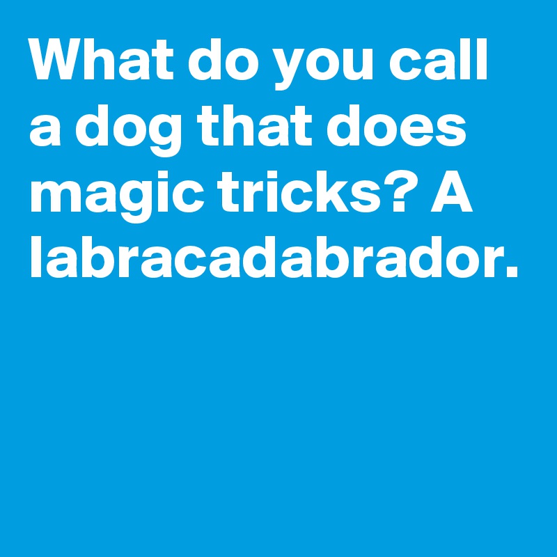 What do you call a dog that does magic tricks? A labracadabrador.