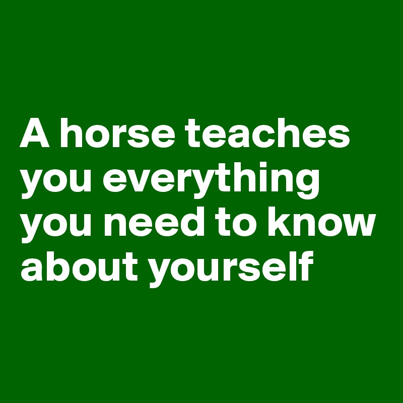 

A horse teaches you everything you need to know about yourself

