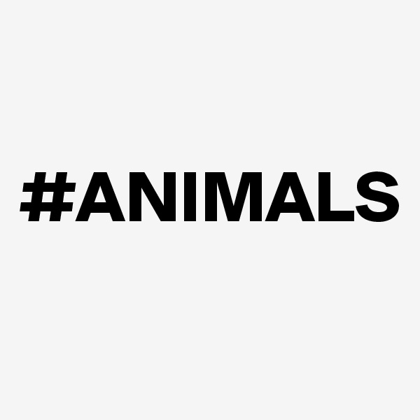

#ANIMALS

